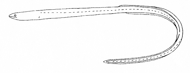 Representative of the Ophichthidae family (Gosline & Brock, 1960, fig. 136)